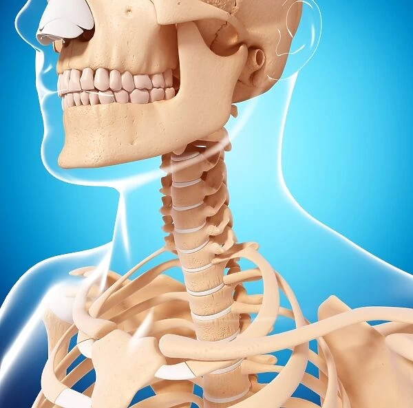 Human skeleton, artwork F007  /  3723