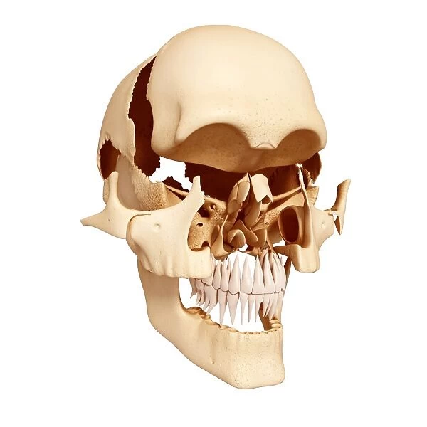 Human skull, artwork F007  /  1636
