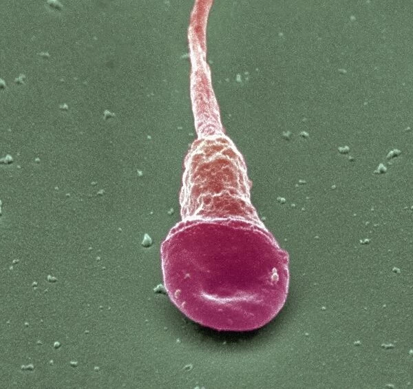 Human sperm cell, SEM