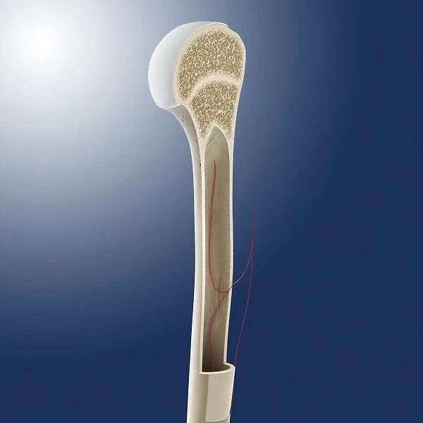Humeral bone marrow cavity, artwork C016  /  2888
