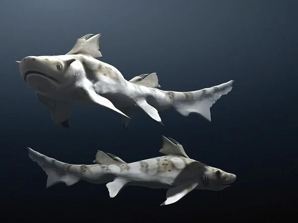 Hybodus shark