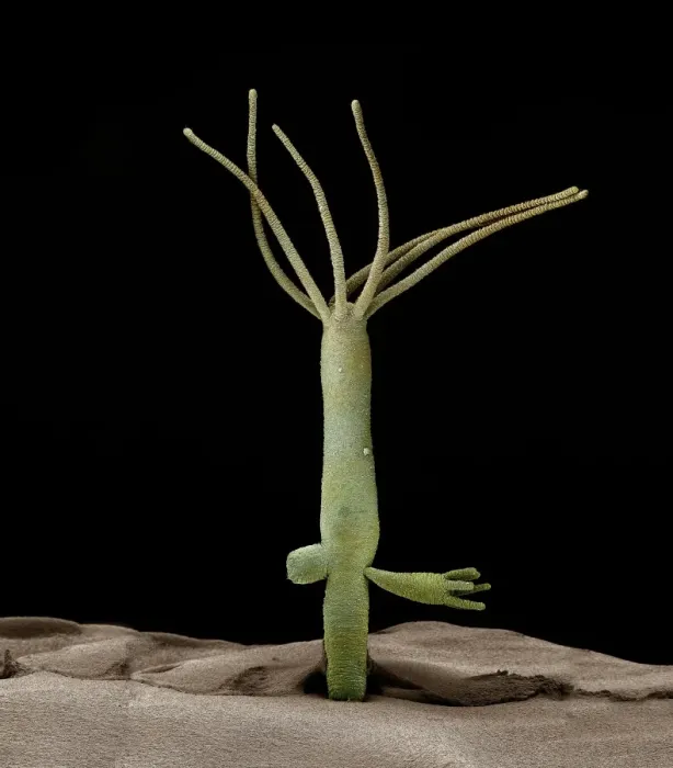 Framed Print : Hydra viridis SEM Print Framed Print : Hydra viridis SEM Print
