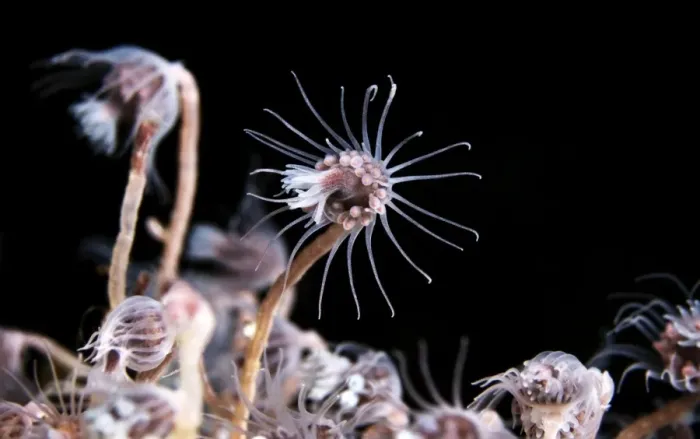 Framed Print : Hydrozoan Colony Print Framed Print : Hydrozoan Colony Print