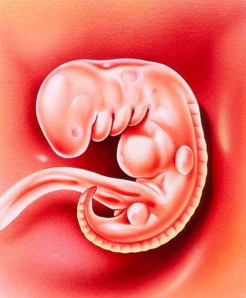 Illustration of a 32 day old human embryo