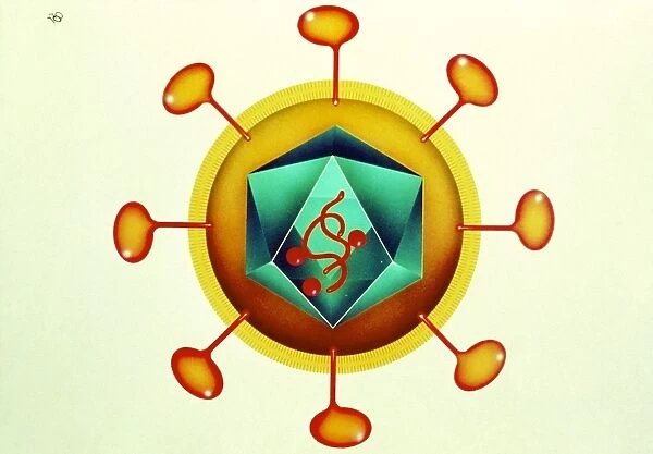 Illustration of HIV retrovirus, white background