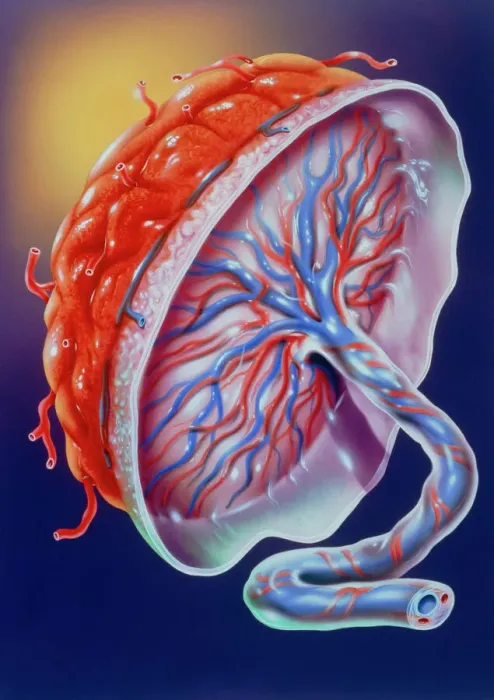 Framed Print : Human Placenta Print Framed Print : Human Placenta Print