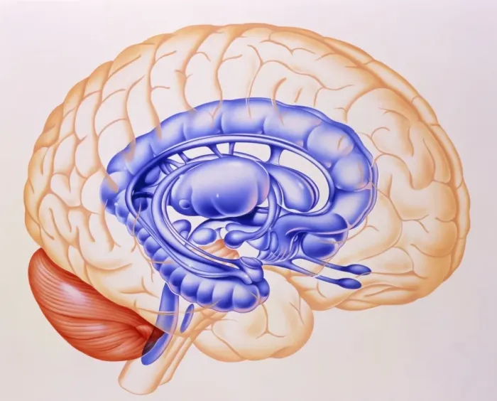 Framed Print : Limbic System Brain Print Framed Print : Limbic System Brain Print