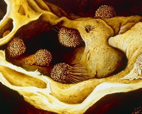 Illustration showing alveoli in the human lung