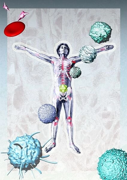 Immune system components