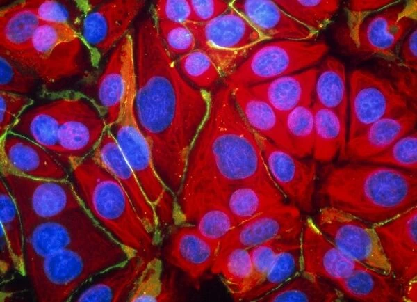 Immunofluorescent LM of normal breast cells