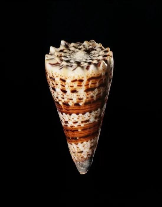 Framed Print : 60mm long Imperial cone shell Print Framed Print : 60mm long Imperial cone shell Print