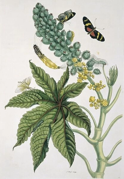 Insects of Surinam, 18th century C013  /  6590