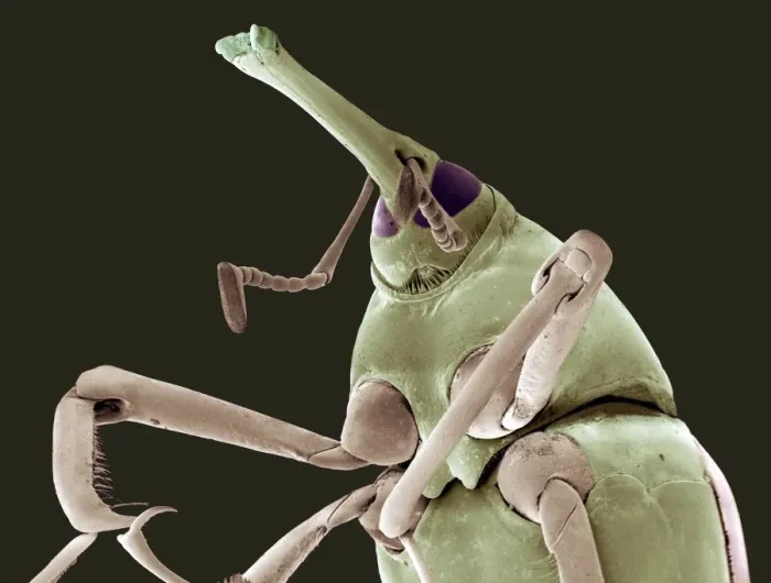 Framed Print : SEM Print of Bamboo Shoot Weevil Framed Print : SEM Print of Bamboo Shoot Weevil