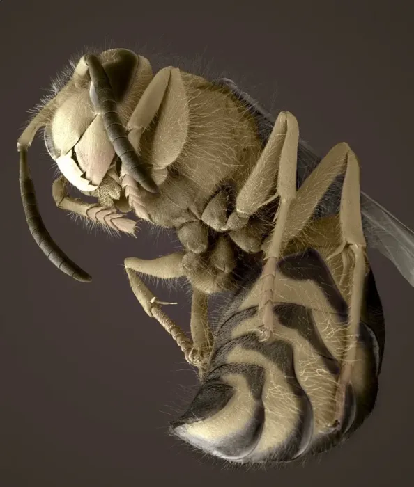 Framed Print : Print of Common wasp SEM Framed Print : Print of Common wasp SEM