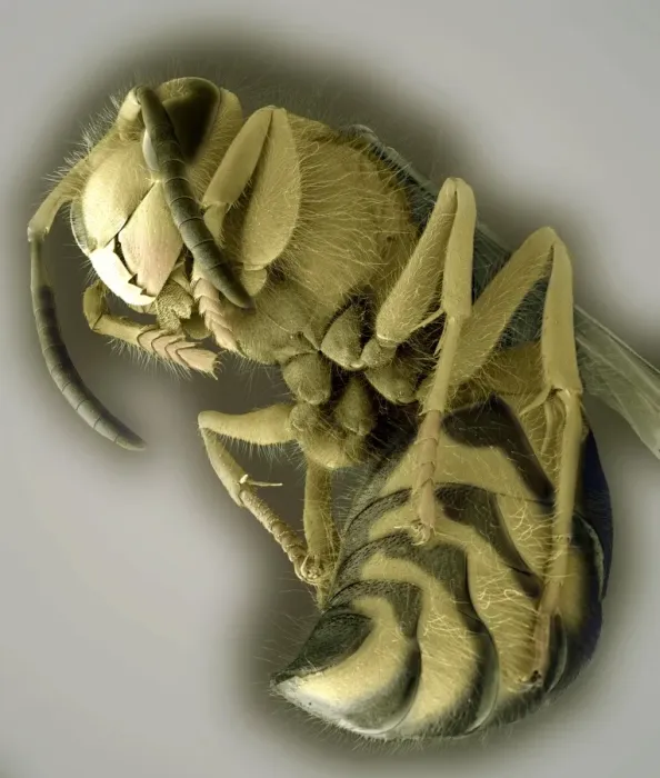 Framed Print : Common wasp Print, SEM image of head and body Framed Print : Common wasp Print, SEM image of head and body