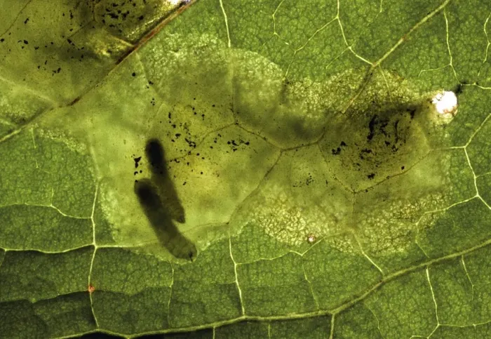 Framed Print : Leaf Miner Damage in Dock Leaf Print Framed Print : Leaf Miner Damage in Dock Leaf Print