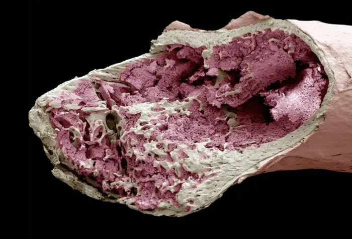 Framed Print : Interior of a bone, SEM Print Framed Print : Interior of a bone, SEM Print