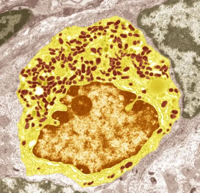 Framed Print : Print of Intestinal Endocrine Cell, TEM Framed Print : Print of Intestinal Endocrine Cell, TEM