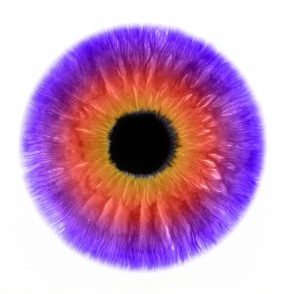 Iris. Computer-enhanced and coloured image of a human iris