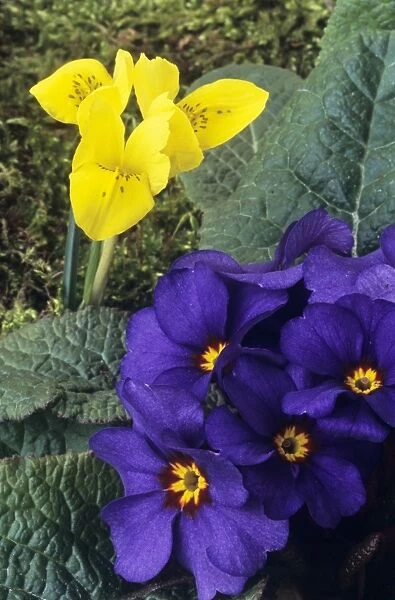 Iris danfordiae and Primula Wanda