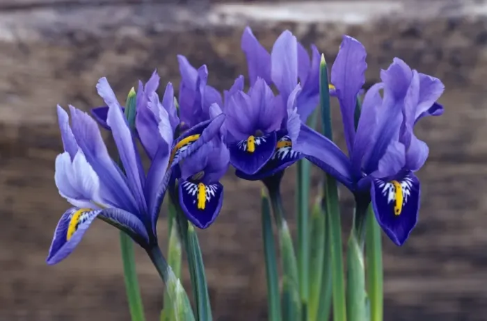 Framed Print : Reticulata Iris Print Framed Print : Reticulata Iris Print