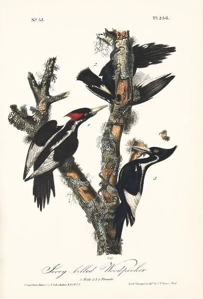 Ivory-billed woodpeckers, artwork