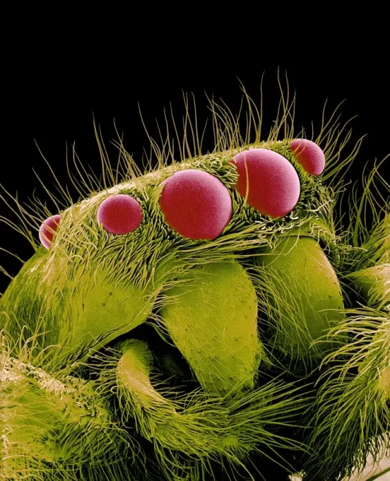 Framed Print : Jumping Spider SEM Print Framed Print : Jumping Spider SEM Print