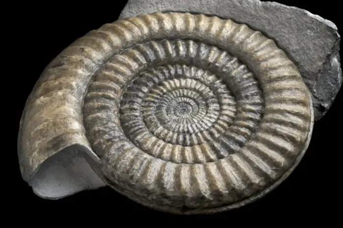 Framed Print : Jurassic Ammonite Print Framed Print : Jurassic Ammonite Print