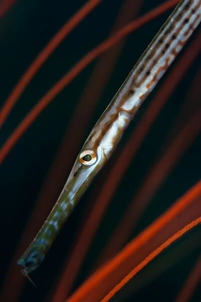 Juvenile trumpetfish in whip coral