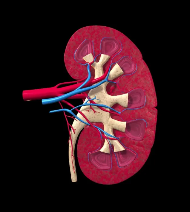 Framed Print : Kidney Print Framed Print : Kidney Print