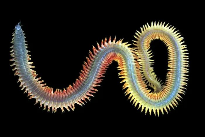 Framed Print : King Ragworm (Alitta virens) Print Framed Print : King Ragworm (Alitta virens) Print
