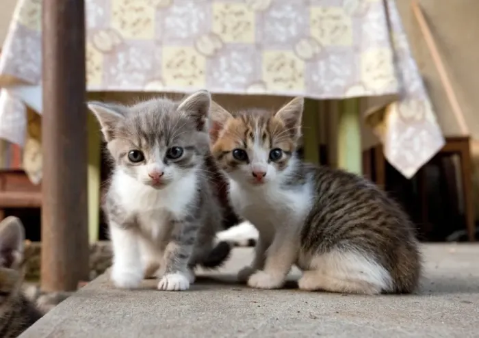 Framed Print : Romanian Kittens Print Framed Print : Romanian Kittens Print