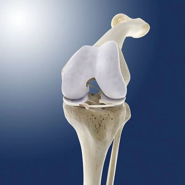 Knee anatomy, artwork C016  /  2883