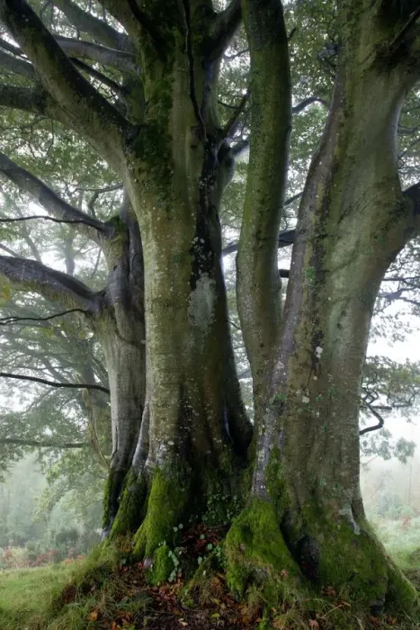 Framed Print : Beech Trees Print, 30x20cm