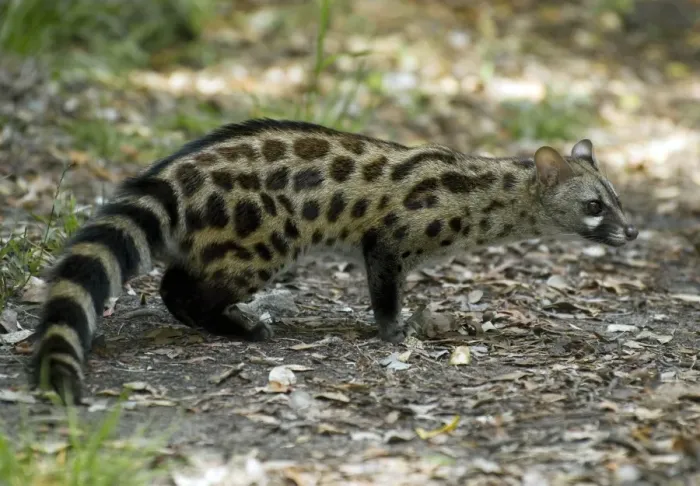 Framed Print : Large Spotted Genet Print Framed Print : Large Spotted Genet Print