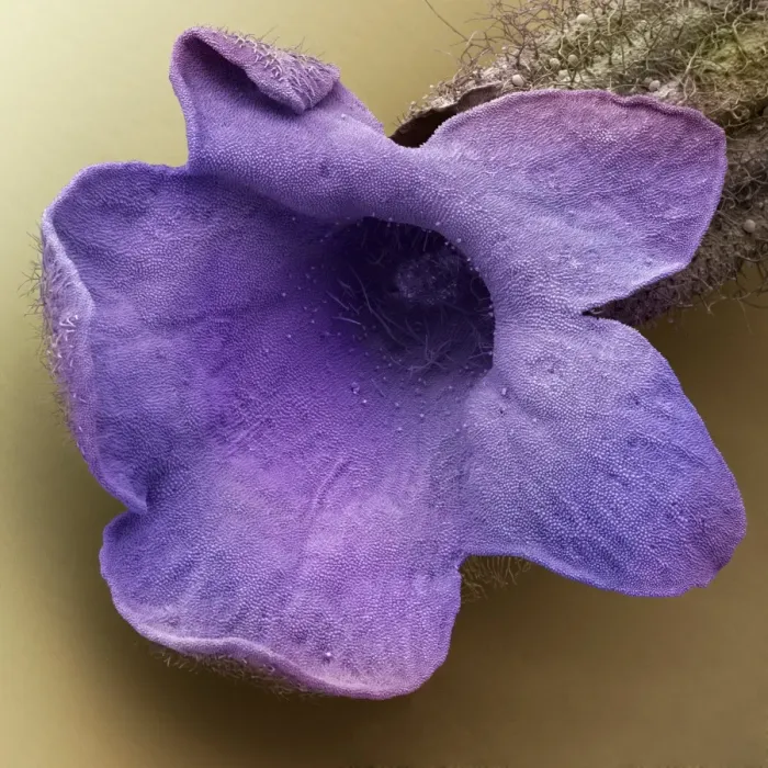 Framed Print : SEM Print of a Single Lavender Floret Framed Print : SEM Print of a Single Lavender Floret