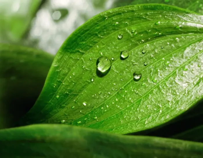Framed Print : Fresh Dew Droplets Print Framed Print : Fresh Dew Droplets Print