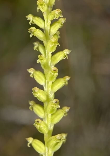 One leaved orchid (Microtis unifolia)