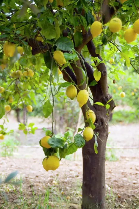 Framed Print : Lemon Tree Print with Ripe Lemons Framed Print : Lemon Tree Print with Ripe Lemons