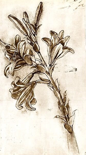Leonardo da Vincis lilies