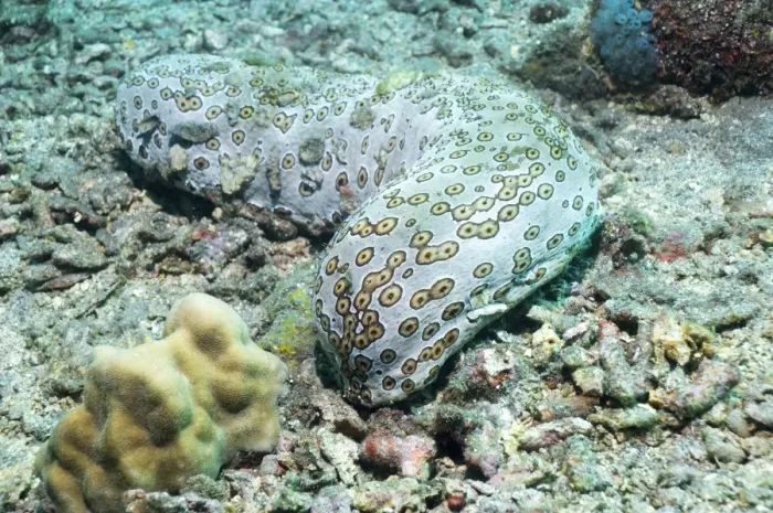 Framed Print : Leopard Sea Cucumber Print Framed Print : Leopard Sea Cucumber Print