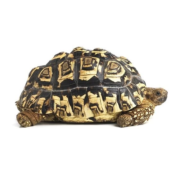 Leopard tortoise F007  /  6524