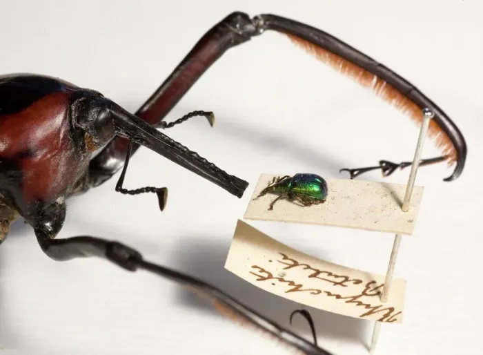 Framed Print : Print of a Bamboo weevil and a smaller UK weevil side by side Framed Print : Print of a Bamboo weevil and a smaller UK weevil side by side