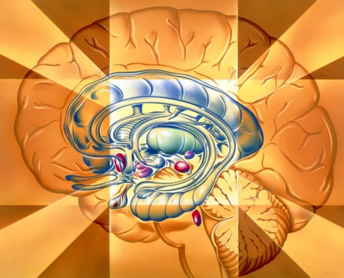 Framed Print : Limbic System Print Framed Print : Limbic System Print