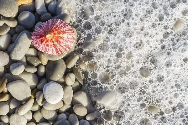 Limpet shell and pebbles on a beach C014  /  4973
