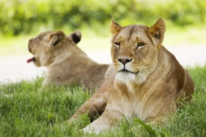 Framed Print : Lionesses Resting Print Framed Print : Lionesses Resting Print