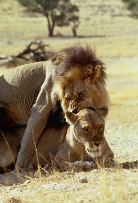 Framed Print : Lions Mating Print Framed Print : Lions Mating Print