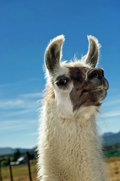Llama (Lama glama). These animals are bred as pack animals