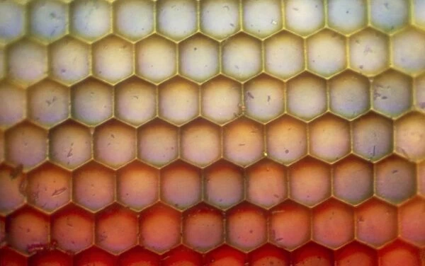 LM of the facets of a dragonflys compound eye
