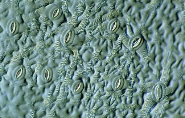 LM of the surface of an elder leaf